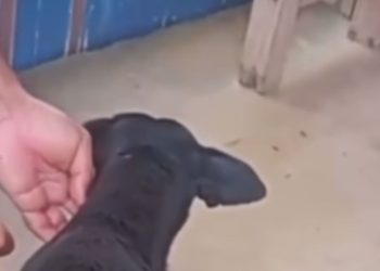 Veja: Cachorro fica com terçado cravado no corpo após homem se irritar com latido no AM