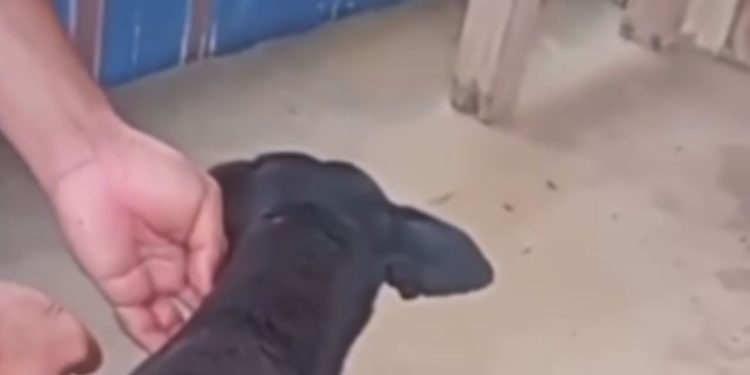 Veja: Cachorro fica com terçado cravado no corpo após homem se irritar com latido no AM