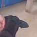 Veja: Cachorro fica com terçado cravado no corpo após homem se irritar com latido no AM