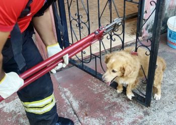 Cachorro se assusta com fogos no jogo do Flamengo e fica preso em grade no Amazonas