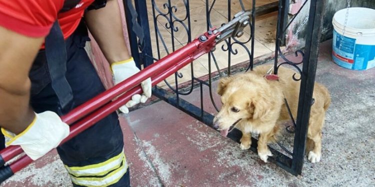 Cachorro se assusta com fogos no jogo do Flamengo e fica preso em grade no Amazonas