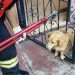 Cachorro se assusta com fogos no jogo do Flamengo e fica preso em grade no Amazonas