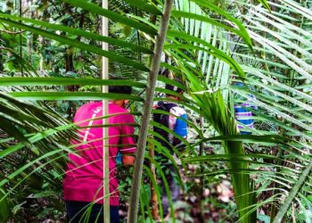 Jovem de 22 anos vai colher ingá e está há 4 dias desaparecida na mata em Maués