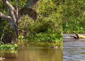 Vídeo: biólogo grava momento em que onça faminta pula sobre jacaré para garantir o almoço
