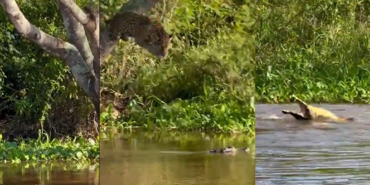 Vídeo: biólogo grava momento em que onça faminta pula sobre jacaré para garantir o almoço