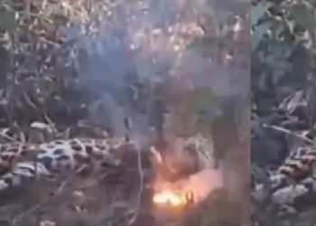 Vídeo: onça encosta em cabo de alta tensão e m0rre eletr0cutada no Amazonas