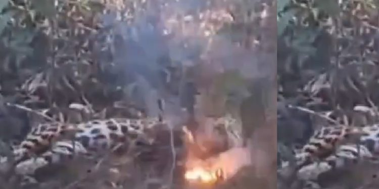 Vídeo: onça encosta em cabo de alta tensão e m0rre eletr0cutada no Amazonas