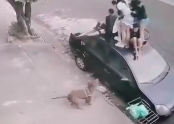 Vídeo: Pitbull escapa e avança em grupo de cr1anç@as que ficam desesper@das; uma se f3riu