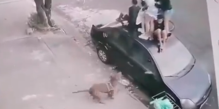 Vídeo: Pitbull escapa e avança em grupo de cr1anç@as que ficam desesper@das; uma se f3riu