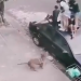 Vídeo: Pitbull escapa e avança em grupo de cr1anç@as que ficam desesper@das; uma se f3riu