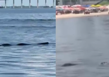 Vídeos: Jacaré de quase 3 metros aparece na Ponta Negra e Bombeiros são acionados