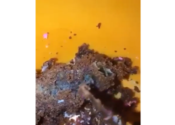 Consumidores alegam ter encontrado rato em bolo de aniversário em Manacapuru; panificadora nega