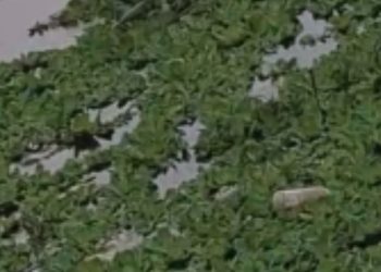 Veja: Corpo de homem com sinais de agressã0 é encontrado no igarapé do Educandos