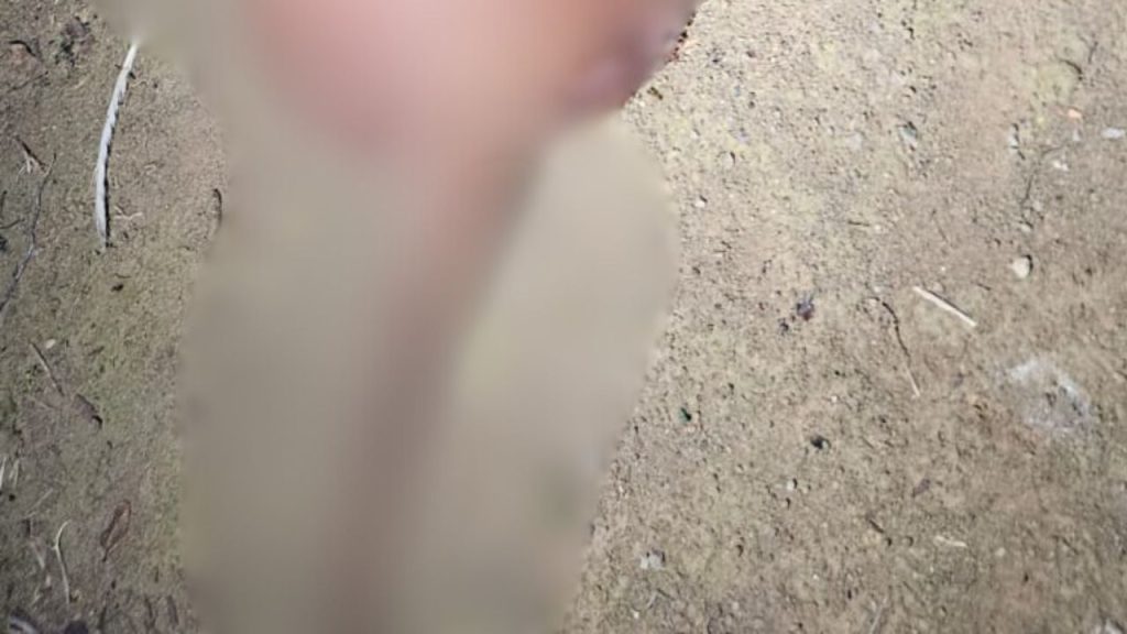 Vídeo: Pitbull é m0rt0 com golpes de terçad0 pelo vizinho na Cidade Nova