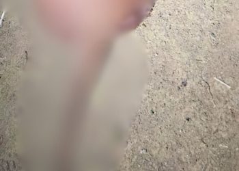 Vídeo: Pitbull é m0rt0 com golpes de terçad0 pelo vizinho na Cidade Nova