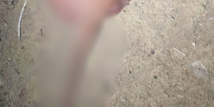 Vídeo: Pitbull é m0rt0 com golpes de terçad0 pelo vizinho na Cidade Nova
