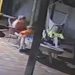 Menino de 2 anos disp4ra acidentalmente arm4 deixada em mesa e mat4 a própria mãe; VEJA