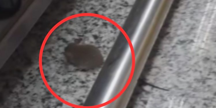 Catita é flagrada por cliente no Supermercado Veneza do Parque 10: 'Cadê a fiscalização?'