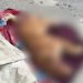 Homem é preso por m4tar cachorro com tir0 na cabeça durante brig4 com ex em Manaus