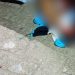 Carro desconhecido joga corpo de homem m0rt0 na Compensa; veja o vídeo