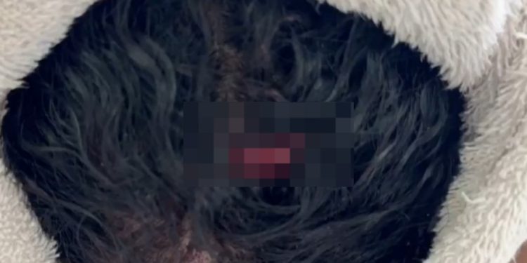 Filho de 11 anos parte pra cima  do ex da mãe dele e salva ela de m0rrer furada em Manaus