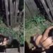 Vídeo: mulheres vão pra p0rrada no bodozal no Amazonas: ‘disputando o presente de Deus’