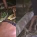 Vídeo: Casal é resgatado do ‘Bar das Primas’ após árvore cair em cima do quarto durante ‘atendimento’