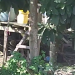 Vídeo: Moradores se rev0ltam com homem d2dand0 cadela no interior do Amazonas