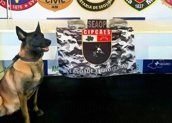 Cadela policial fareja e mulher é pega com R$ 100 mil em dr0gas no Amazonas 