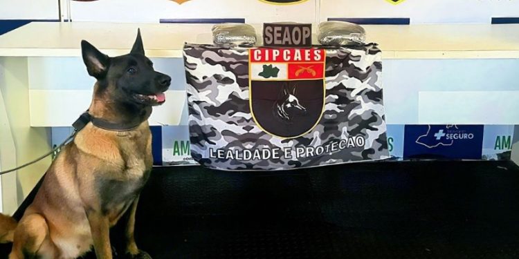 Cadela policial fareja e mulher é pega com R$ 100 mil em dr0gas no Amazonas