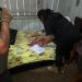 Homem é pres0 por passar IST para enteada de 4 anos em Manaus