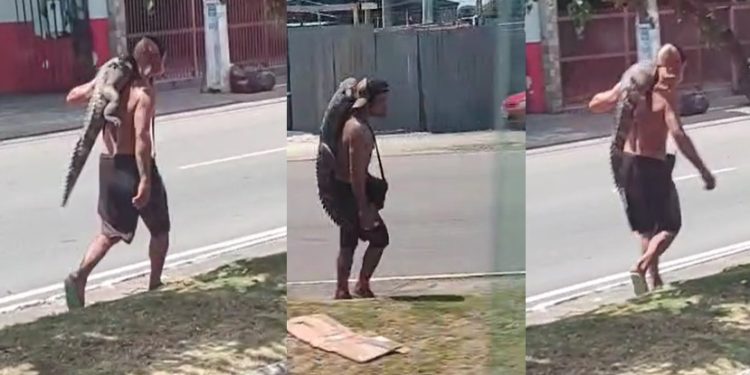 Vídeo: homem pega jacaré no igarapé em Manaus e diz que é para “fazer jantar”