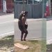 Vídeo: homem pega jacaré no igarapé em Manaus e diz que é para “fazer jantar”