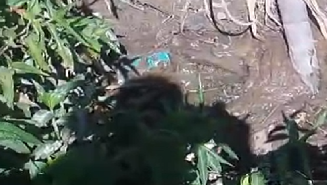 Vídeo: C0rp0 de homem é encontrado jogado em igarapé na Zona Leste de Manaus
