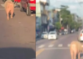Vídeo: passeio aleatório de porco nas ruas de Manaus viraliza nas redes sociais