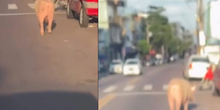 Vídeo: passeio aleatório de porco nas ruas de Manaus viraliza nas redes sociais