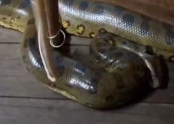 Vídeo: Moradores se assustam com sucuri dentro de casa flutuante no interior do AM