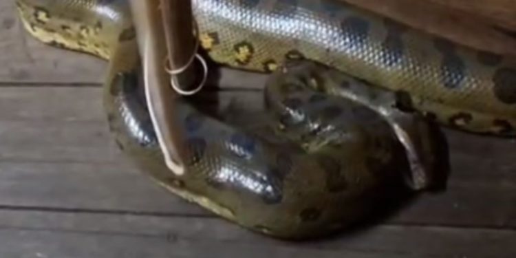 Vídeo: Moradores se assustam com sucuri dentro de casa flutuante no interior do AM
