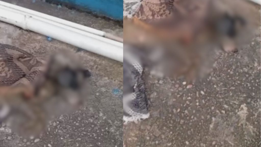 vídeo: Moradores se revoltam após cadela ser atr0pelada e deixada ferida no São José: 'cheia de filhote'