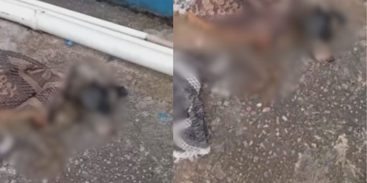 vídeo: Moradores se revoltam após cadela ser atr0pelada e deixada ferida no São José: 'cheia de filhote'