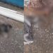 vídeo: Moradores se revoltam após cadela ser atr0pelada e deixada ferida no São José: 'cheia de filhote'