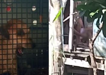 Vídeo: Após denúncia, cadela que era abus4d4 pelo dono é retirada de casa e atendida em Manaus
