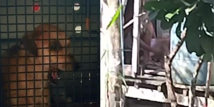 Vídeo: Após denúncia, cadela que era abus4d4 pelo dono é retirada de casa e atendida em Manaus