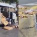 Vídeo: Carga de farinha se espalha após colisão envolvendo Kombi na avenida das Torres: 'ouro'