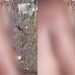 Vídeo: Vulgo ‘Ninja’, homem com histórico de furt0s é b4lead0 na c4beç4 e esp4ncad0 em Coari