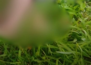 VEJA: Homem é achado sem vida no meio do mato com marcas de t1r0s no AM