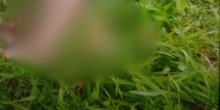 VEJA: Homem é achado sem vida no meio do mato com marcas de t1r0s no AM