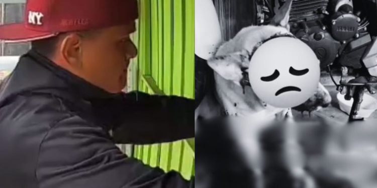 Cachorro Caramelo é m0rt0 a terçad@das em briga de família no interior do AM