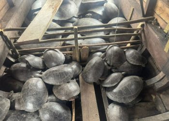 Homem é pres0 com quatro toneladas de quelônios no Amazonas