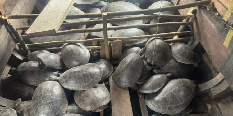 Homem é pres0 com quatro toneladas de quelônios no Amazonas